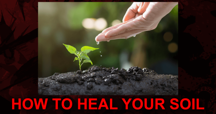 How to Heal Your Soil