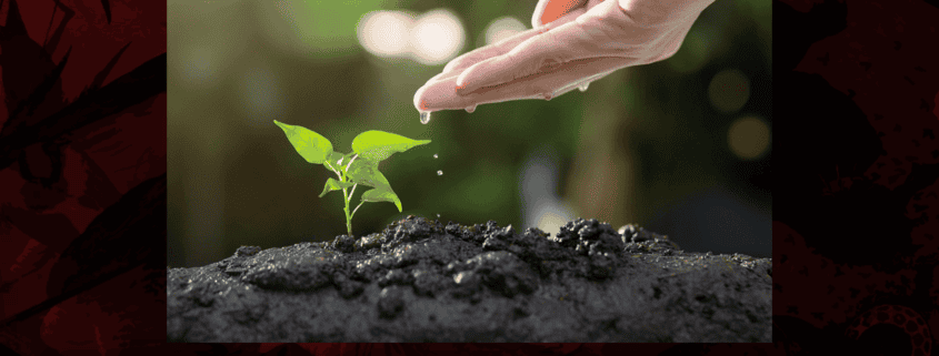 How to Heal Your Soil